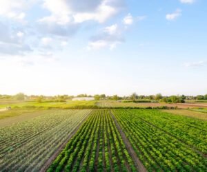 producción alimentaria