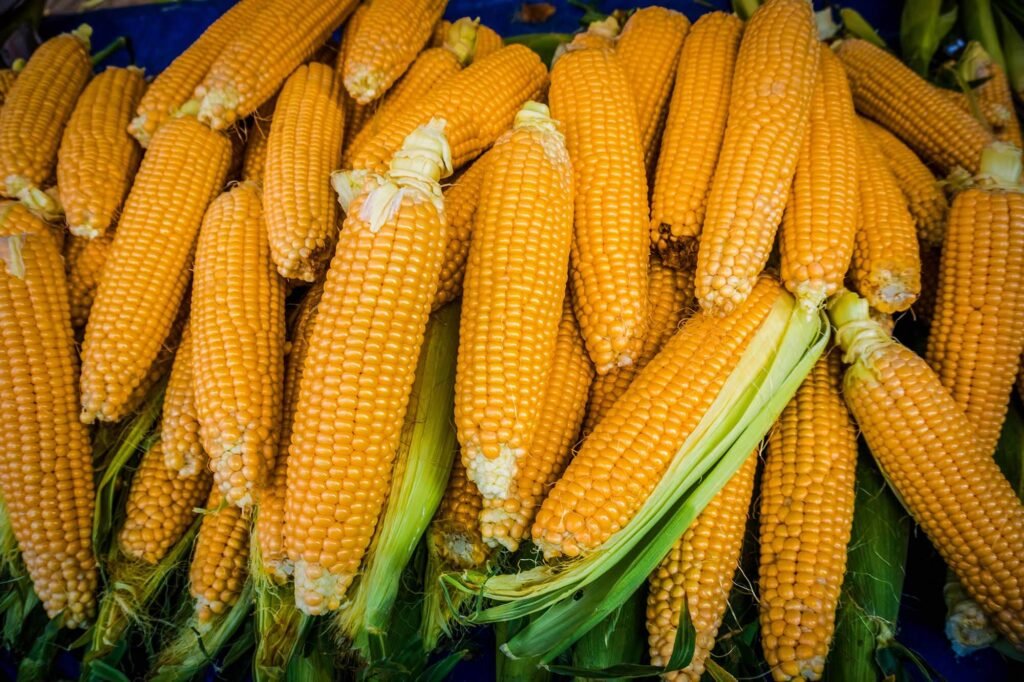 cultivo de alimentos